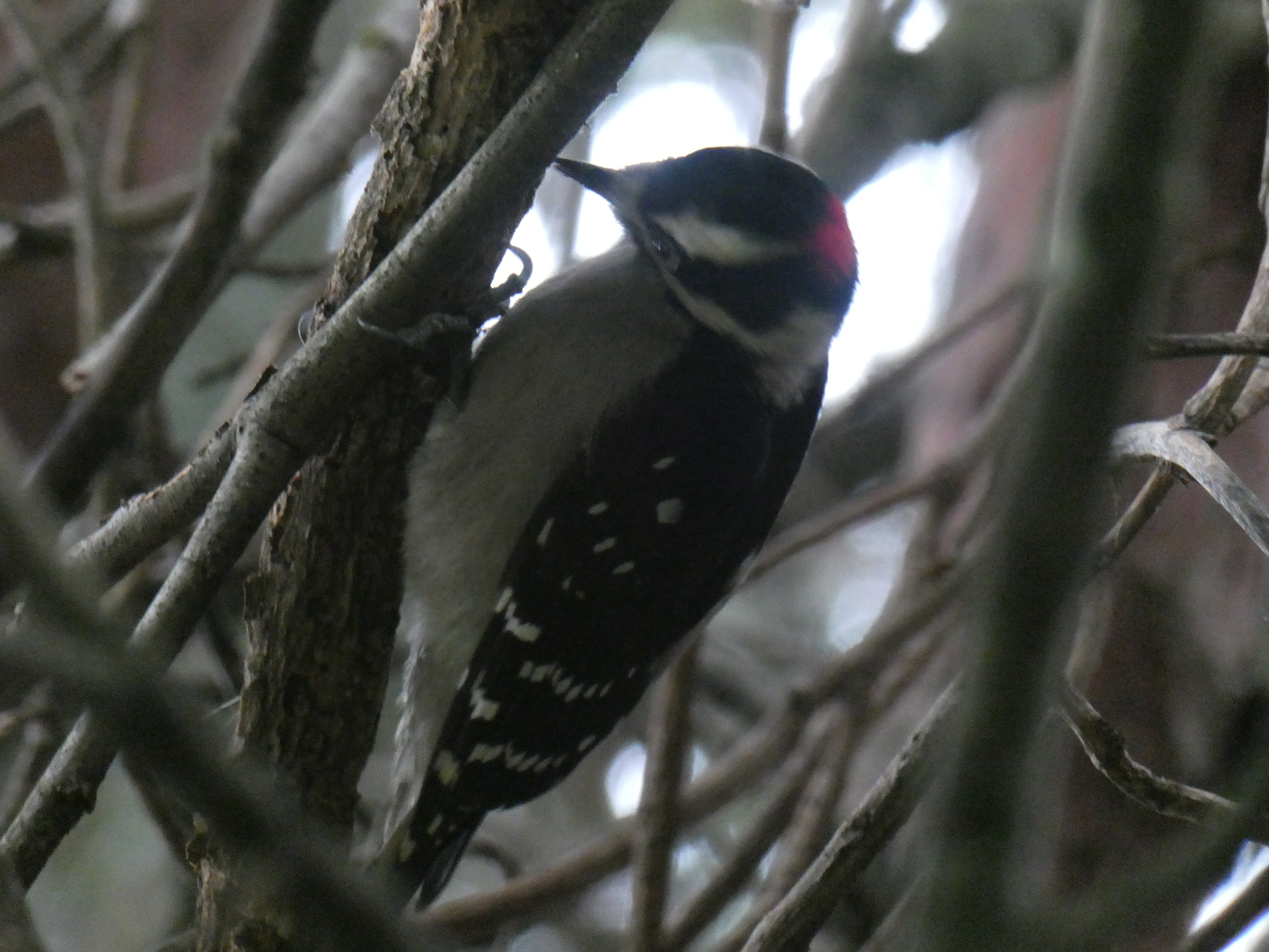 Downy Woodpecker up close looking for bug